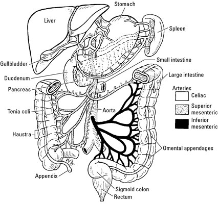 The small and large intestines are a vital part of the human digestive system. The Physiology Of The Small And Large Intestines Dummies