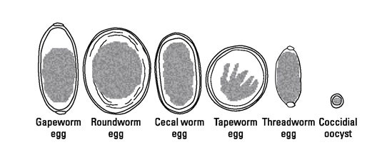 Coccidiosis in Chickens dummies