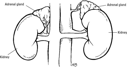 Basic Anatomy of an Adrenal Gland - dummies