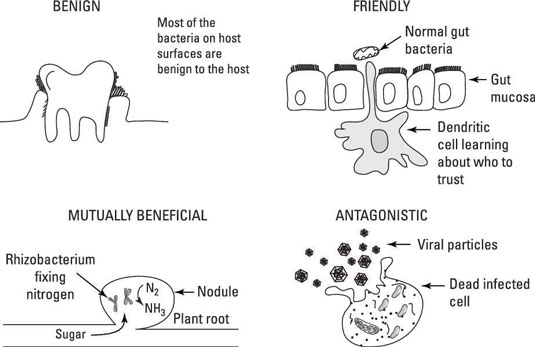 Immunologie Fur Dummies (F??r Dummies) by B??rbel H??cker.