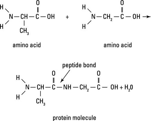 4 Families of Organic Compounds with Important Biological Functions