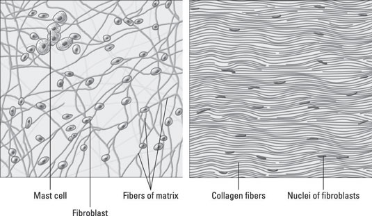 Dense Fibrous Connective Tissue Diagram