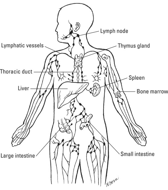 Body Systems to Know for the Medical Billing & Coding Certification