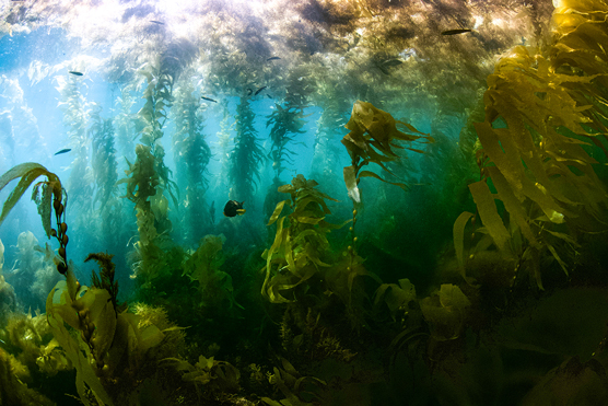 3 Ocean Ecosystems: Kelp Forests, Sargasso Sea, Seagrass Meadows - Dummies