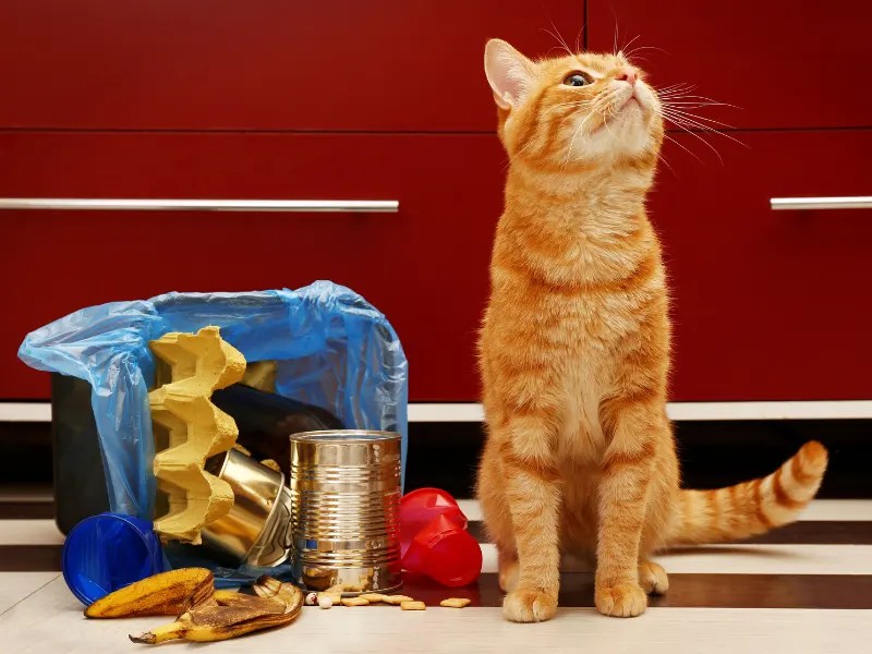 How To Keep Cats Out Of Garbage Cans? DumpDisposal