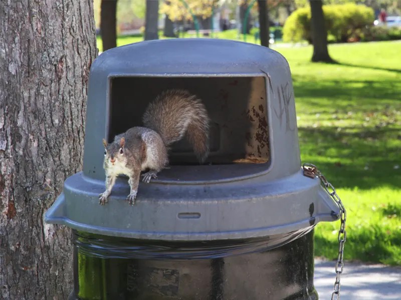 How To Keep Squirrels Out Of Garbage? DumpDisposal