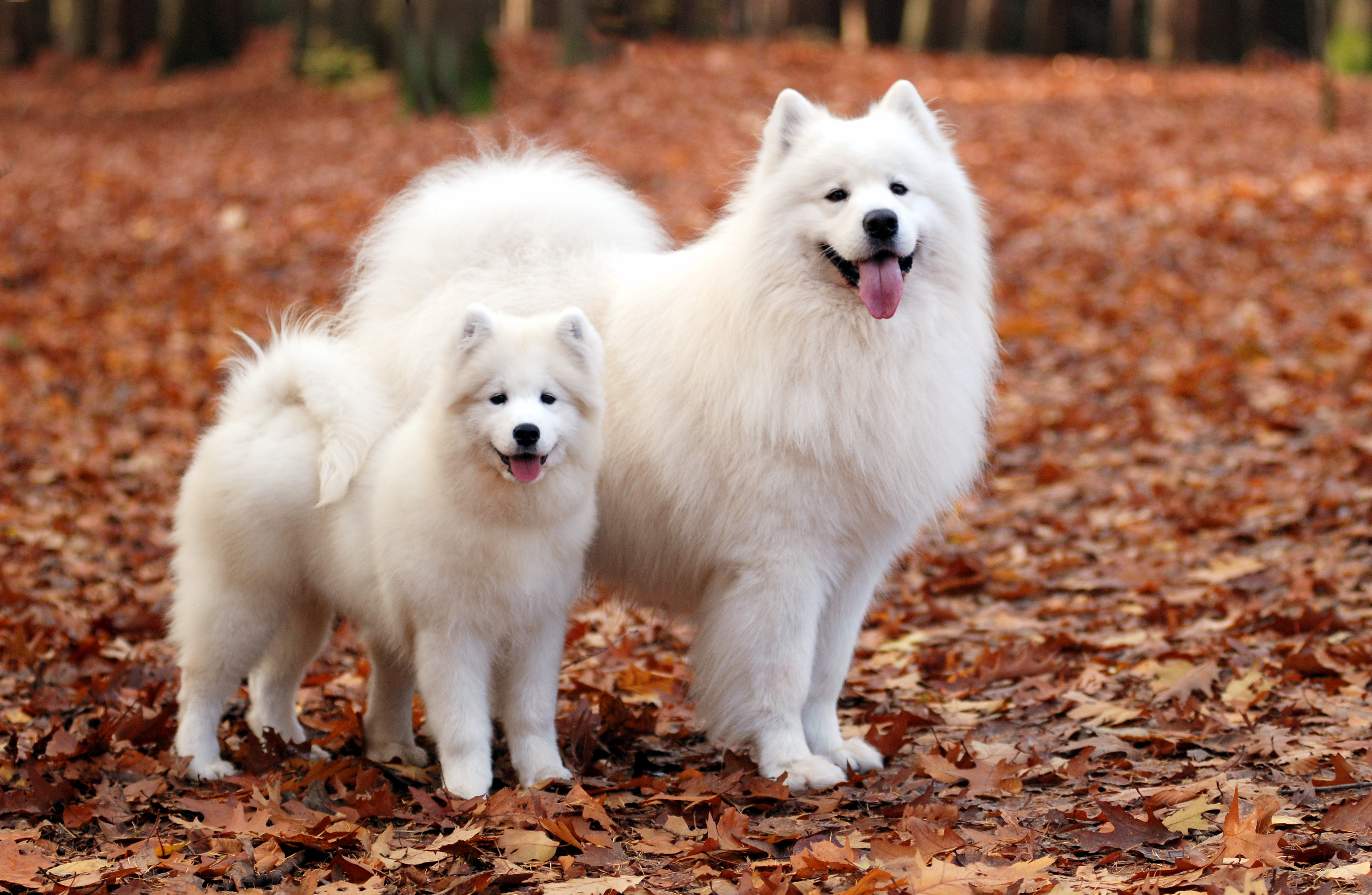 Kennel Dunblane – Samojed, Malamute & Eurasier