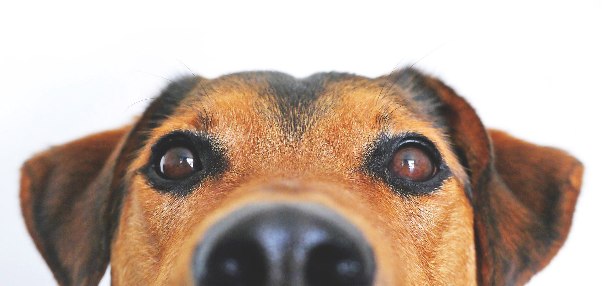 Dunelm Veterinary Group Dog1 Dunelm Veterinary Group