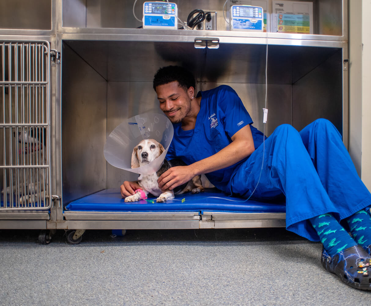 Surgery Dunwoody Animal Medical Center