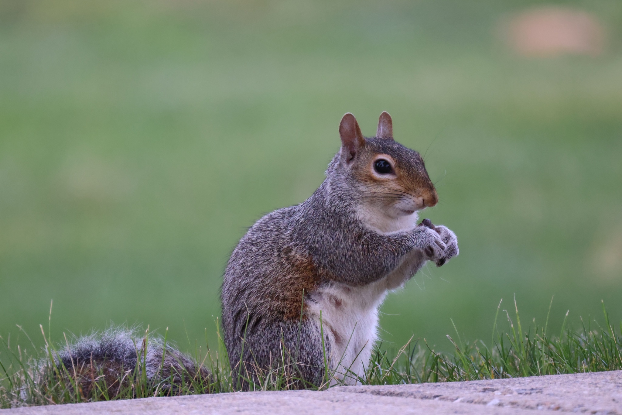 Willowbrook Wildlife Center Living With Tree Squirrels