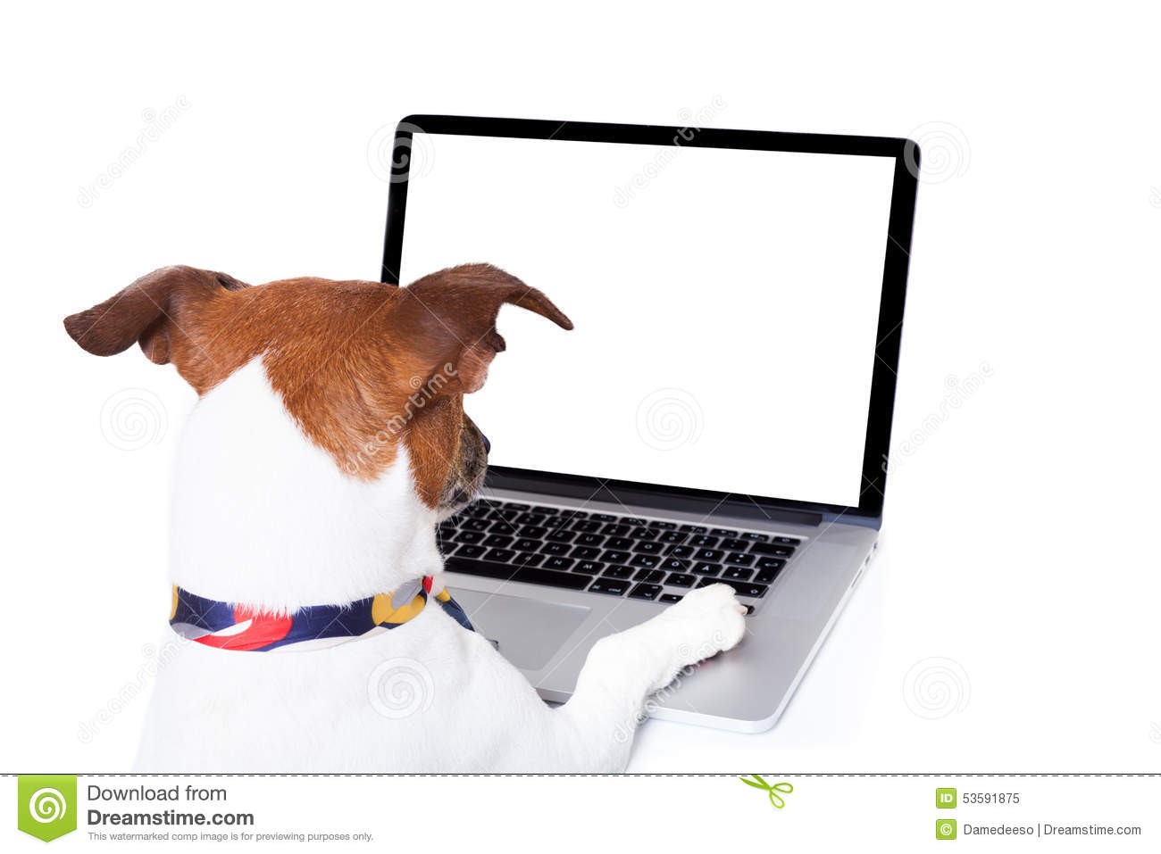 How To Pick A Good Boarding Kennel Dupont Veterinary Clinic