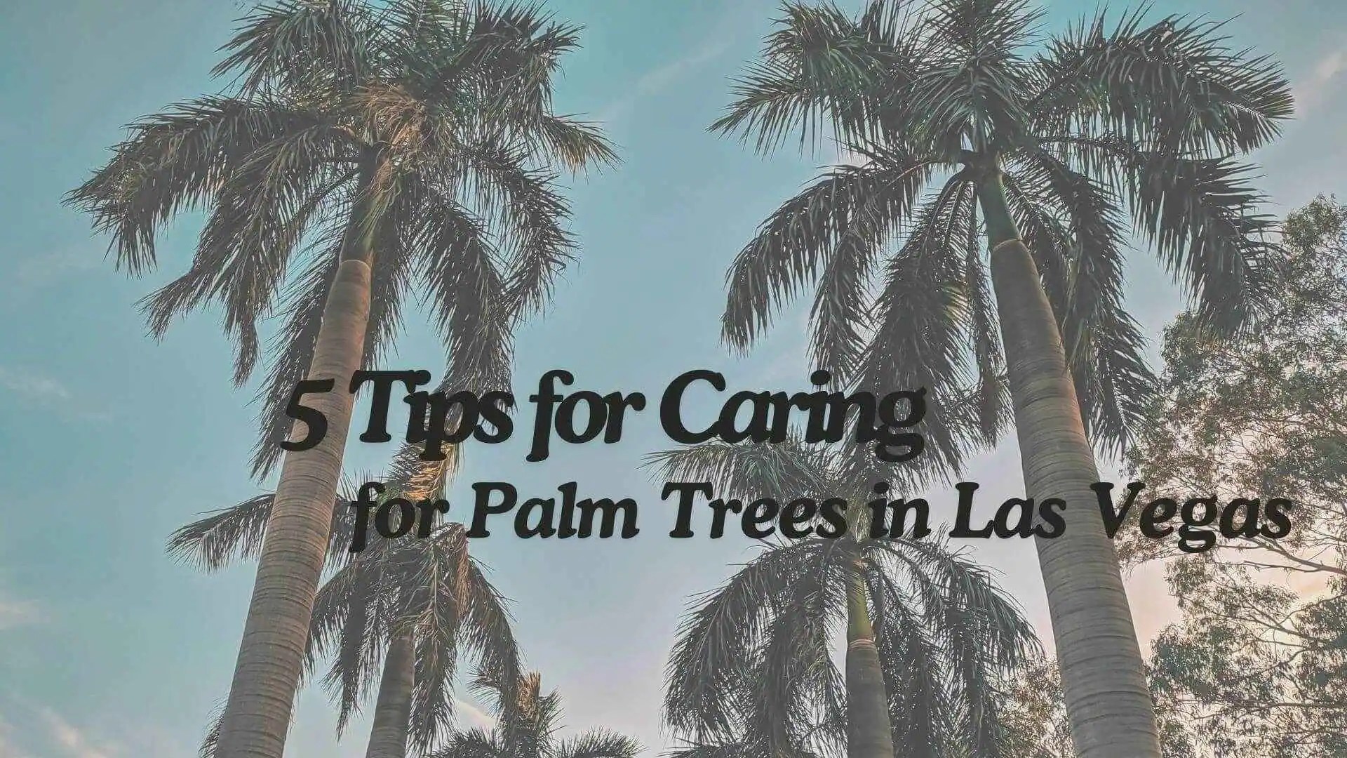 5 Tips for Caring for Palm Trees in Las Vegas