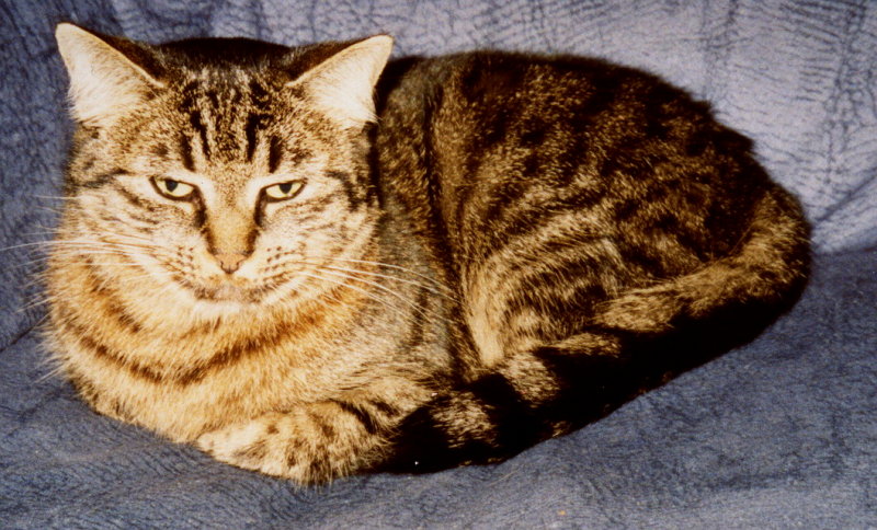 Katze "Lilo" vermisst! Das OnlinePortal für Durlach Durlacher.de
