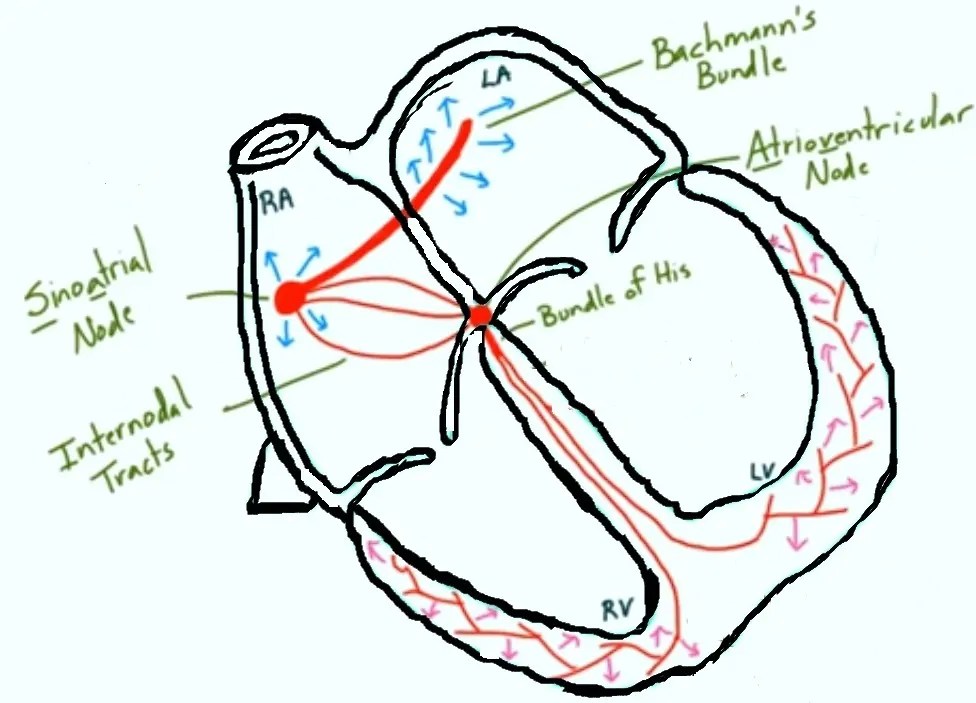 How a Pacemaker Works Durofy