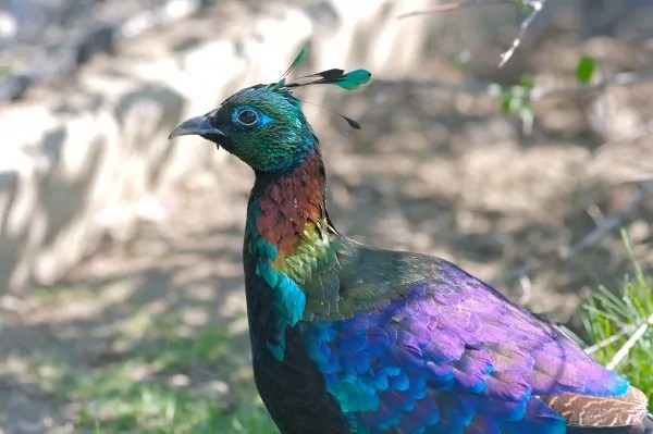 5 Rare Birds You Can Find in India and Where to Spot Them Durofy