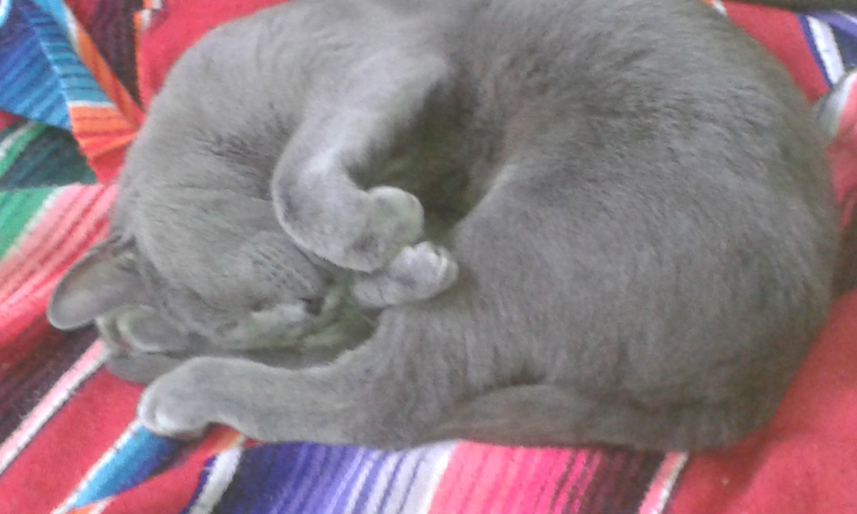 Over Marieke Dutch Cat Vet