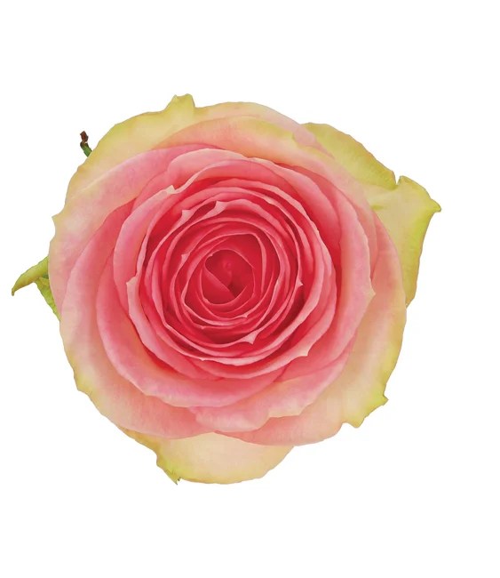 Rose Pink Esperance DVFlora®