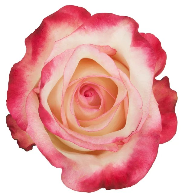 Rose BiColor Pink Stunning DVFlora®