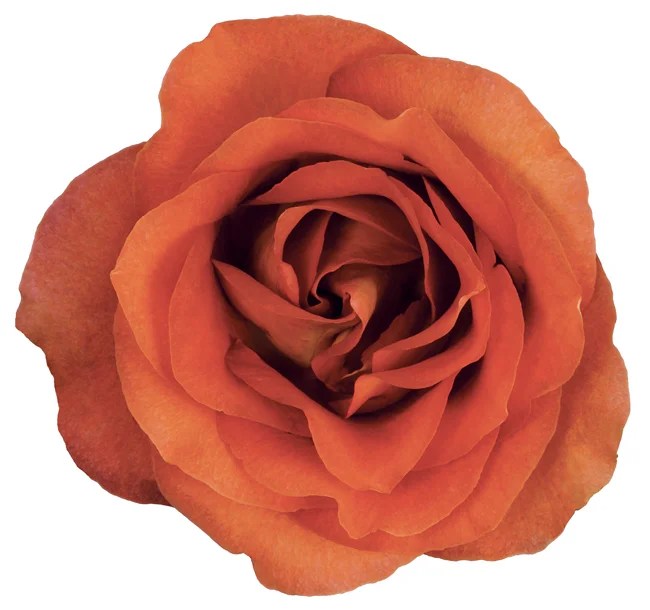 Rose BiColor Novelty Coffeebreak DVFlora®