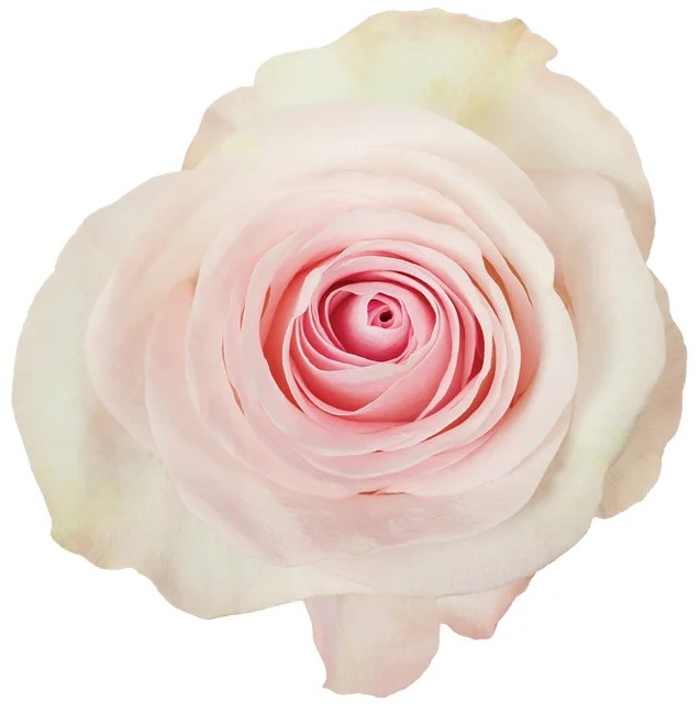Rose Pink Grateful DVFlora®