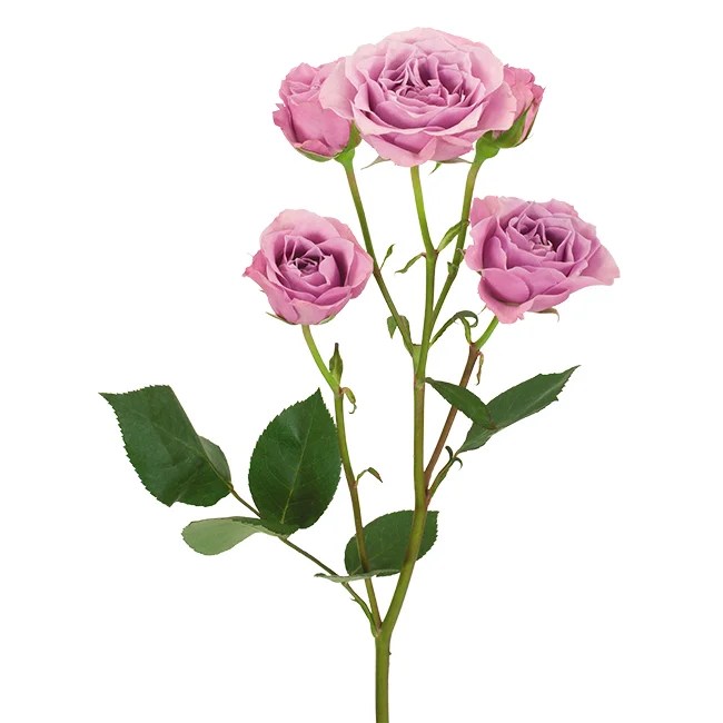 Roses Spray Lavender Blue Moon DVFlora®