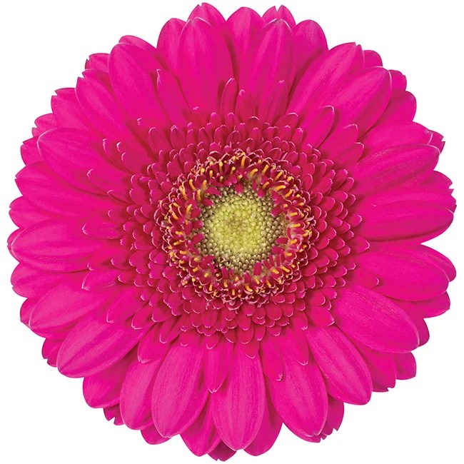 Gerbera Mini PinkHot Caressa (Light Center) DVFlora®