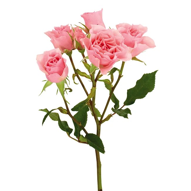 Roses Spray Pink Elba DVFlora®
