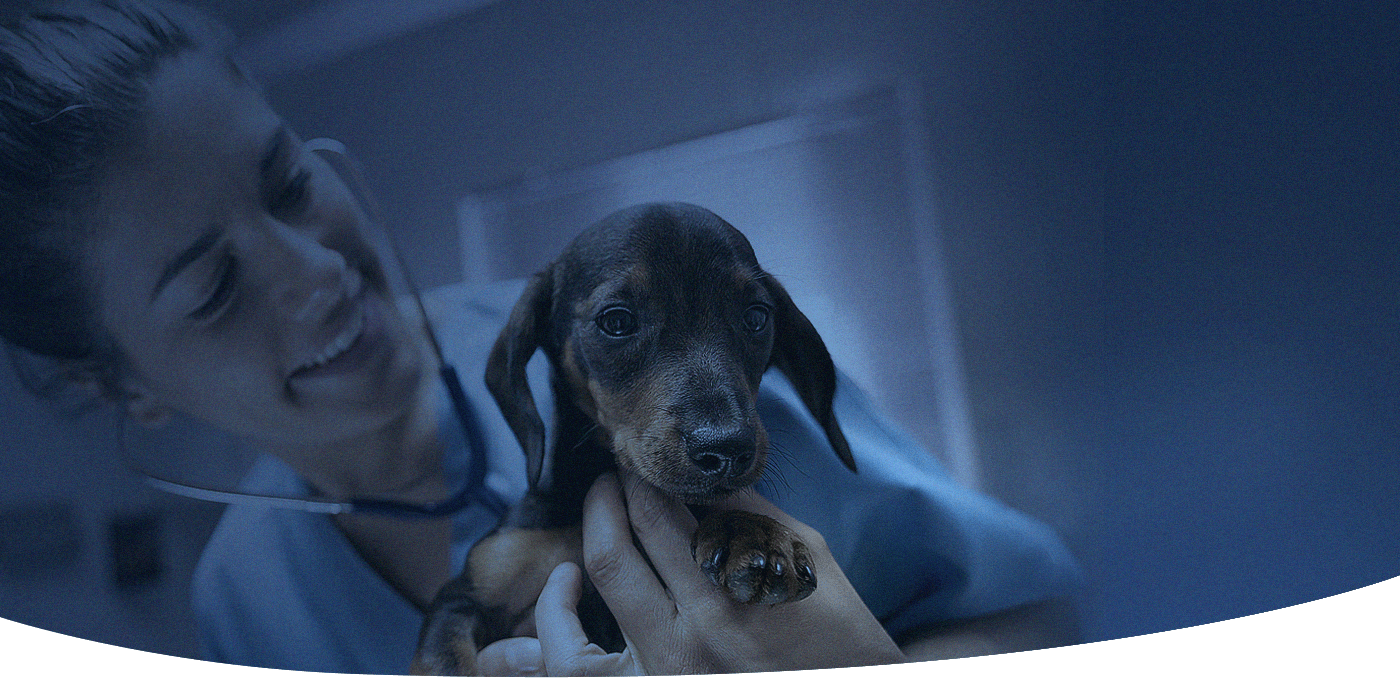 DVM Solutions Veterinary Distributor in San Antonio, Texas