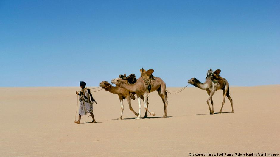 Do camels really store water in their humps? Environment All topics
