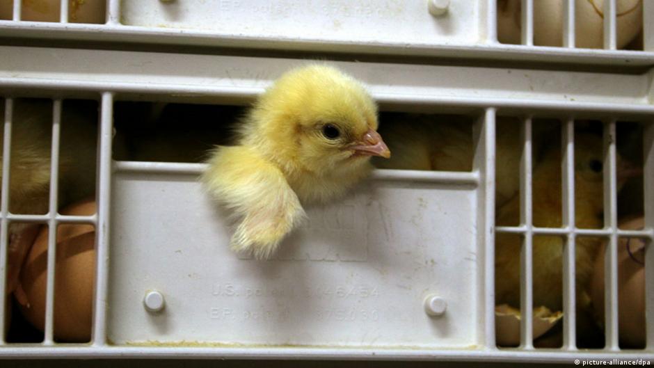 German court killing male chicks ′in line′ with animal rights laws