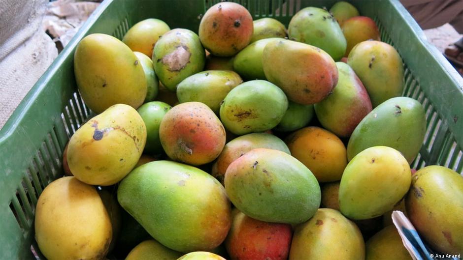 EU′s Indian mango ban to counter pests Environment All topics from climate change to