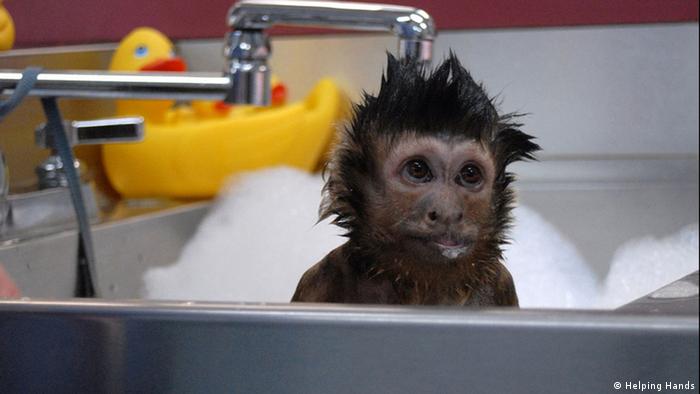 Affen als Helfer Wissen & Umwelt DW 03.08.2014