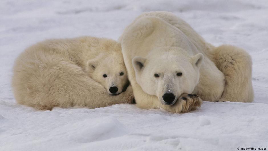 Polar bears in captivity Does it help or hinder conservation? Environment All topics from
