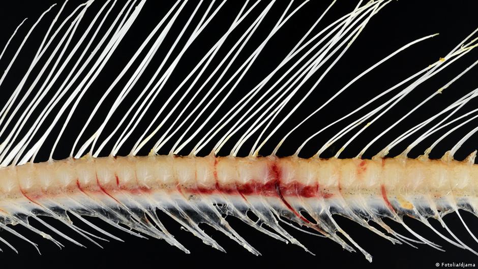 How to dislodge a fish bone stuck in your throat Healthy Living DW