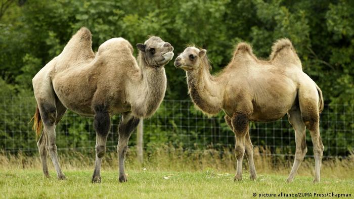 What′s the difference between a camel and a dromedary? | Global Ideas
