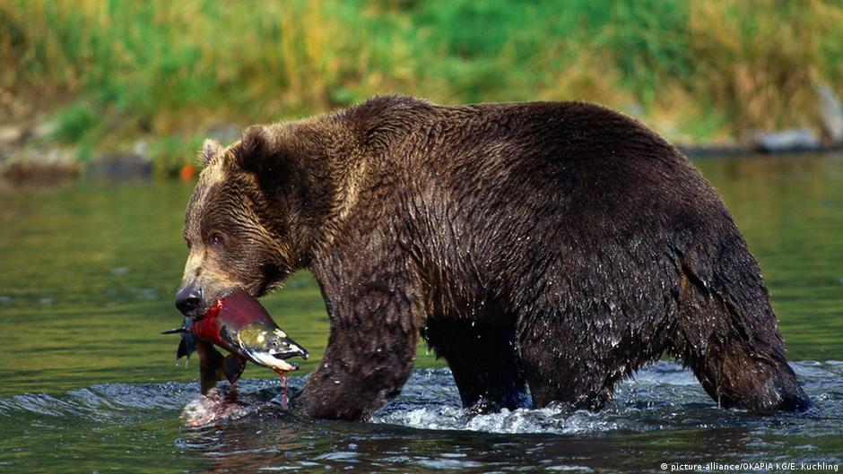 Animals in Europe making a comeback Global Ideas DW 16.07.2015