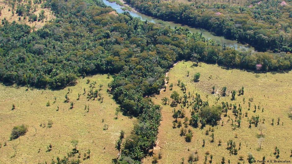 How wildlife corridors help species survive deforestation in Brazil