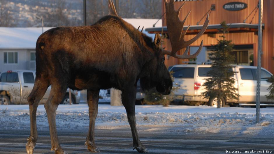 Two moose found frozen midfight in rural Alaska News DW 19.11.2016