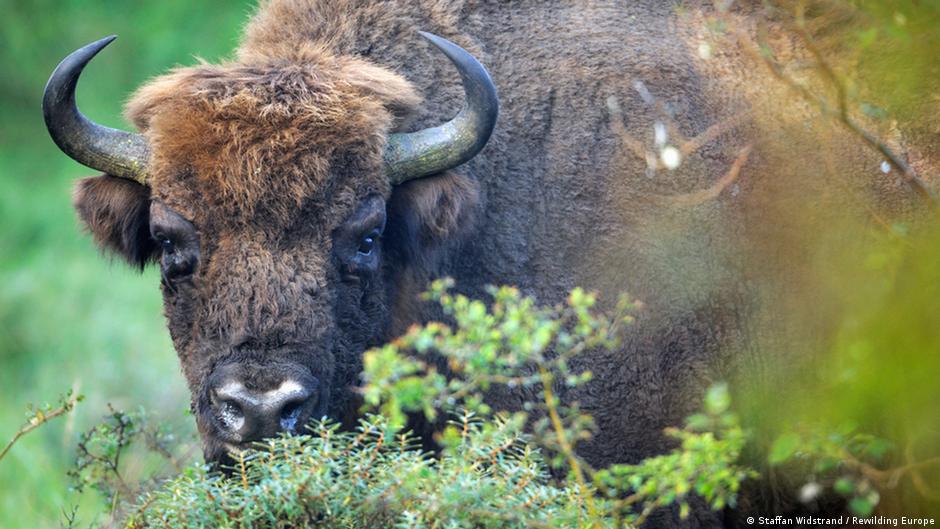 Animals in Europe making a comeback Global Ideas DW 16.07.2015