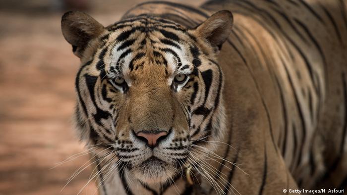 Gambar Harimau Putih Prabu Siliwangi Paimin Gambar
