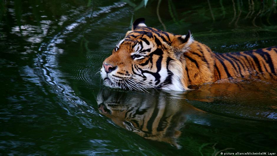 Penduduk Santap Harimau Sumatera Yang Terancam Punah