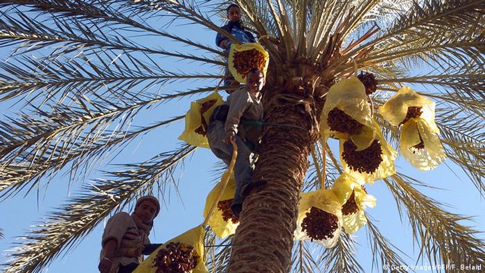 Tunesiens süßer Exportschlager Wirtschaft DW 29.12.2016