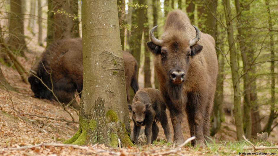 endangered species Deutsch-Übersetzung – Linguee Wörterbuch