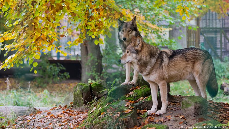 Slike Wolf Like Creature In Denton Montana