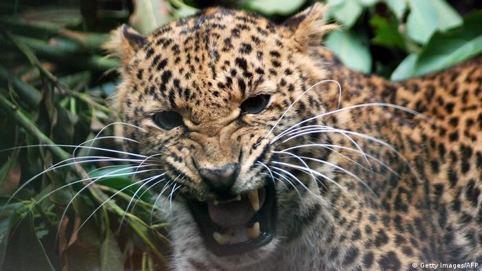 55+ Gambar Hewan Macan Tutul Jawa HD Terbaik Gambar Hewan