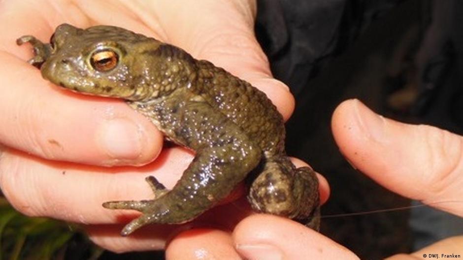 Why did the toad cross the road? Environment All topics from climate