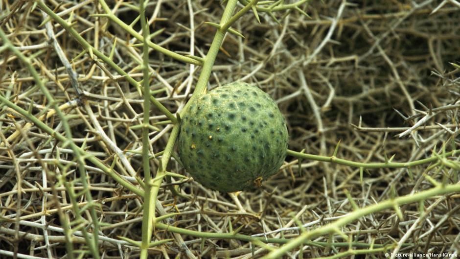 Over 1,000 years old, drought resistant and unique miracle plants in