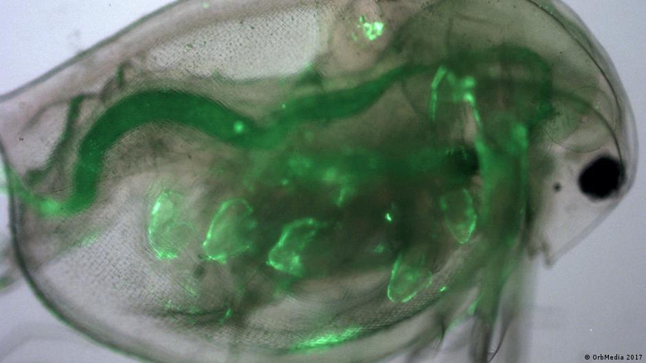 Plastic fibers pervasive in tap water worldwide, new study shows