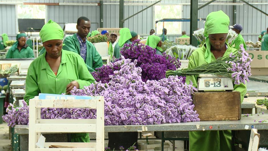 Kenya′s flower industry threatens country′s fisheries Environment All topics from climate