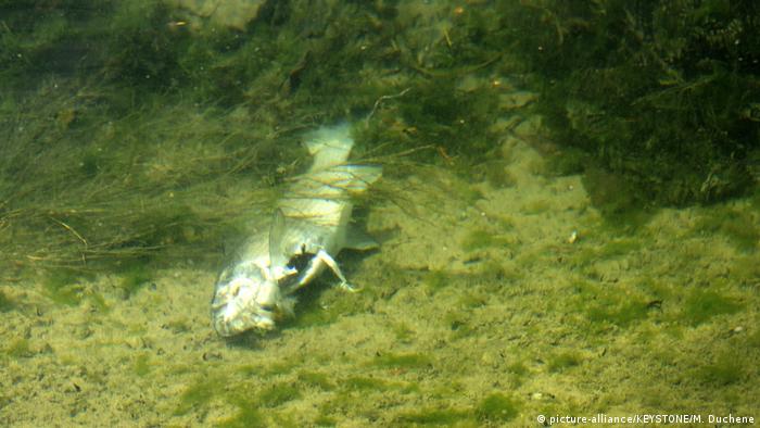 Dying fish and drying rivers — consequences of Europe′s summer heat